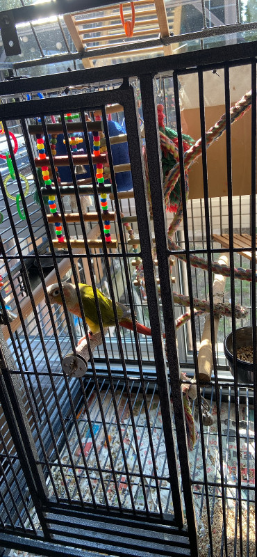 Pineapple conure With the cage in Small Animals for Rehoming in St. Catharines