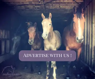 Make money with horses, View more