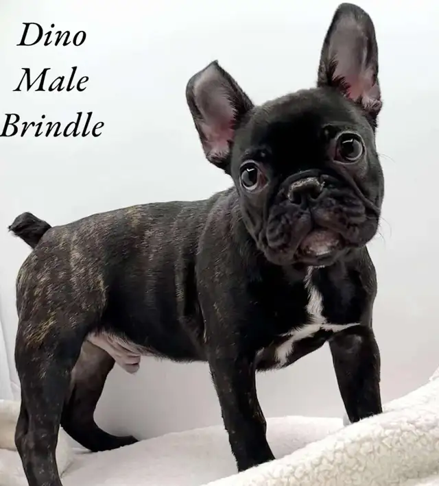 FRENCHTON PUPPIES in Dogs & Puppies for Rehoming in Edmonton - Image 5