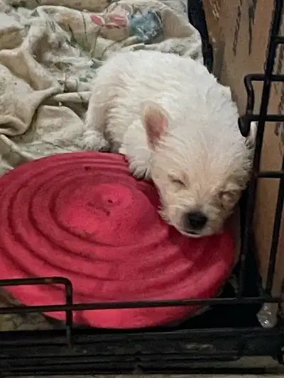 Litter of 6 males available born May 4 th ready for their new homes June 29 th they are ckc register...