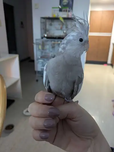 Whiteface Cockatiel and new cage, View more