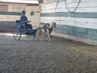 Interested In Horse Driving? CLINIC Being Offered in Langley.