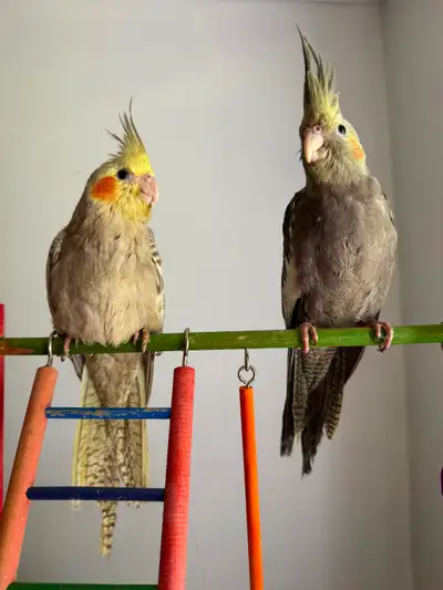 Cockatiel Babies, View more
