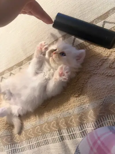 Pure Persian Male Kitten – Playful & Sweet, View more