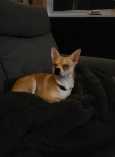 Chien Chihuahua né le 2 Avril 2025 très gentil et affectueux je dois le vendre car le propriétaire n...