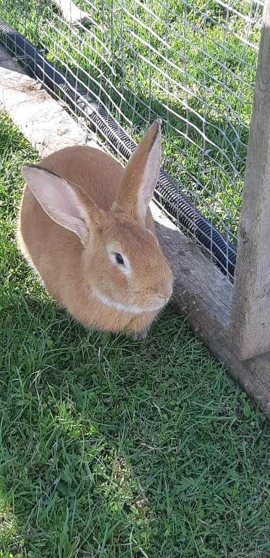 Flemish Giant  in Other Pets for Rehoming in Winnipeg