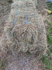 First Cut Grass Mix Small Squares Late Cut