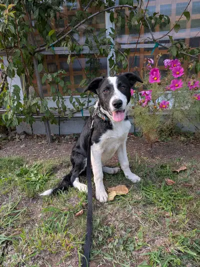 143 ads for collie in Dogs & Puppies for Rehoming in Canada