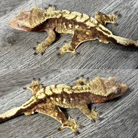 Port hole harlequin available Crested Gecko