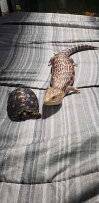 Looking for place to rent in Quebec that allows reptiles