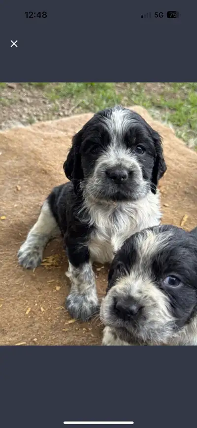 1 - Blue Roan girls available English Springer Spaniel puppies Ready to go to their new homes after...