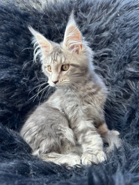 2 chatons Maine coon enr