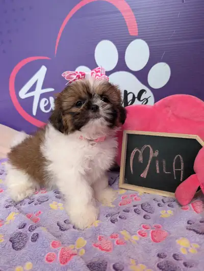 Shih-tzu pure puppies June 29**HYPOALLERGENIC, View more
