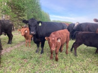 Herd dispersal simmental angus crossed cows
