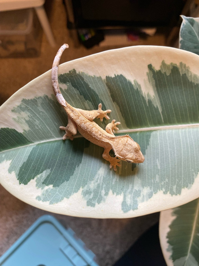 Baby Crested Geckos  in Other Pets for Rehoming in Abbotsford - Image 2