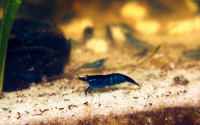 Blue Dream Neocaridina Shrimp