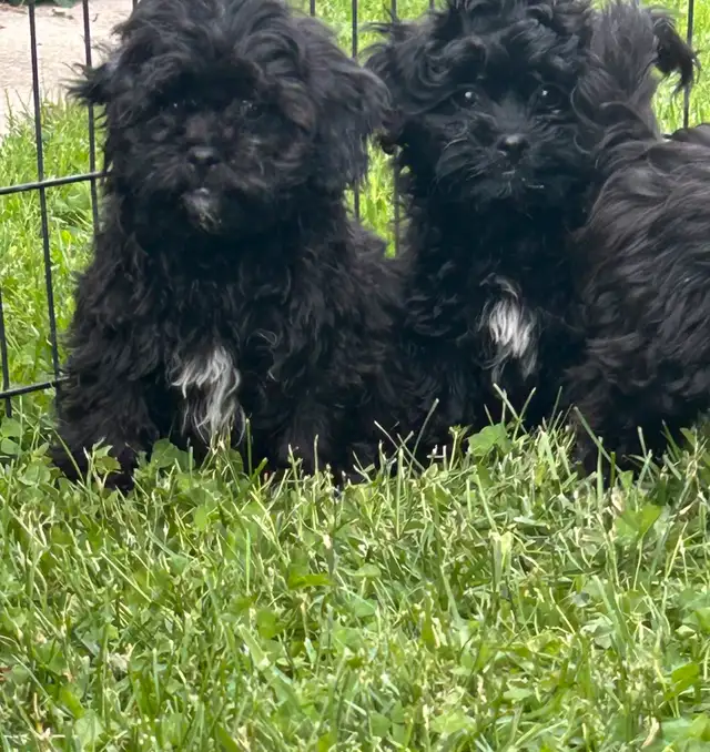 Shihpoo  Puppies Available in Dogs & Puppies for Rehoming in Owen Sound - Image 7