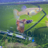 Red lace metal head snakeskin guppy pairs