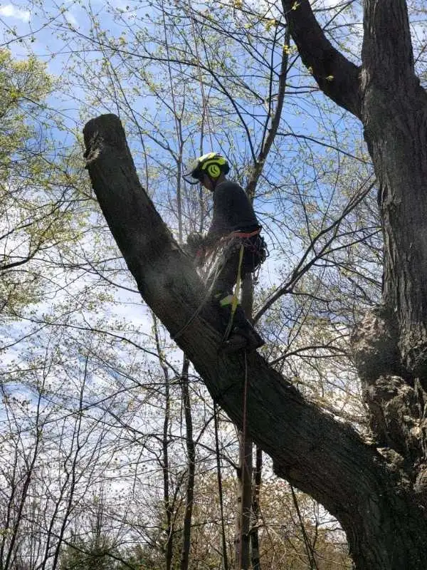 Tree Pruning And Removal 647 654-1884 in Lawn, Tree Maintenance & Eavestrough in City of Toronto - Image 2