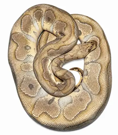Pastel Lesser Clown female, View more