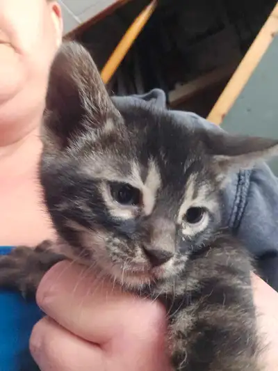 4 beautiful Bengal kittenss, View more