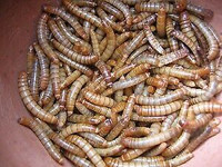 CRICKETS, SUPERWORMS, MEALWORMS, ISOPODS
