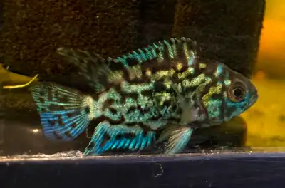 Variety Of Fish Available Now!, View more