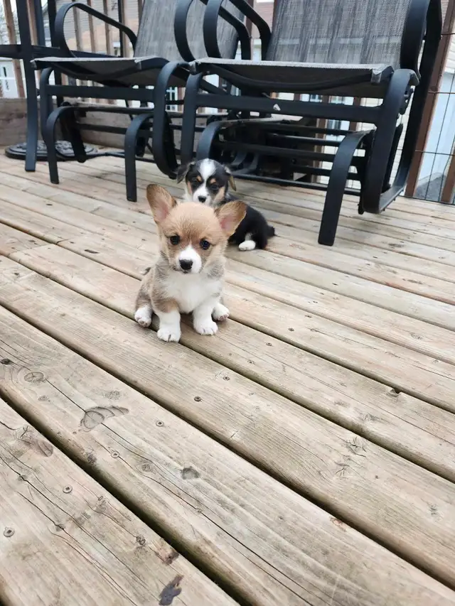 Chiots Corgi in Dogs & Puppies for Rehoming in West Island - Image 8
