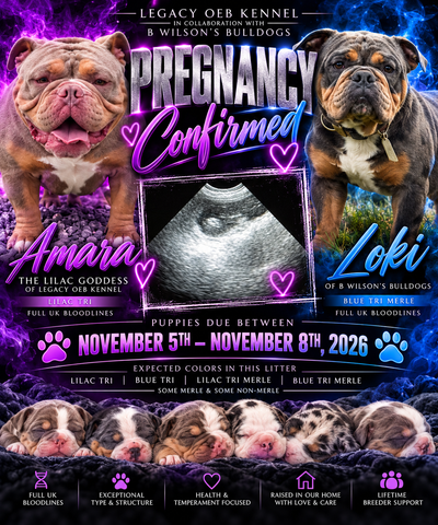 Confirmed Pregnancy  Full Uk bloodline Legacy OEB Kennel, View more