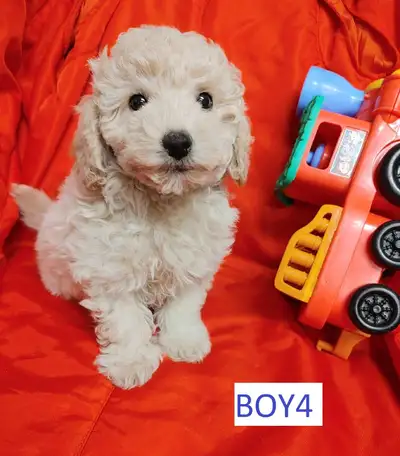 Super cute Bichon poodle puppies. nonshedding. hypoallergenic, View more