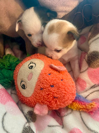 Small toy size chihuahua puppy male and female