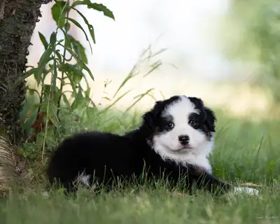 Chiot Berger Australien enregistré, View more
