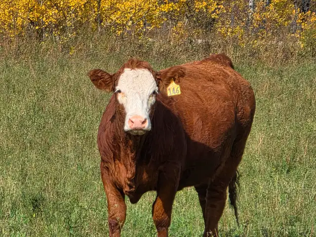 Premium Bred Heifers - Early Calving Simm-Angus Red & Red Baldy ...
