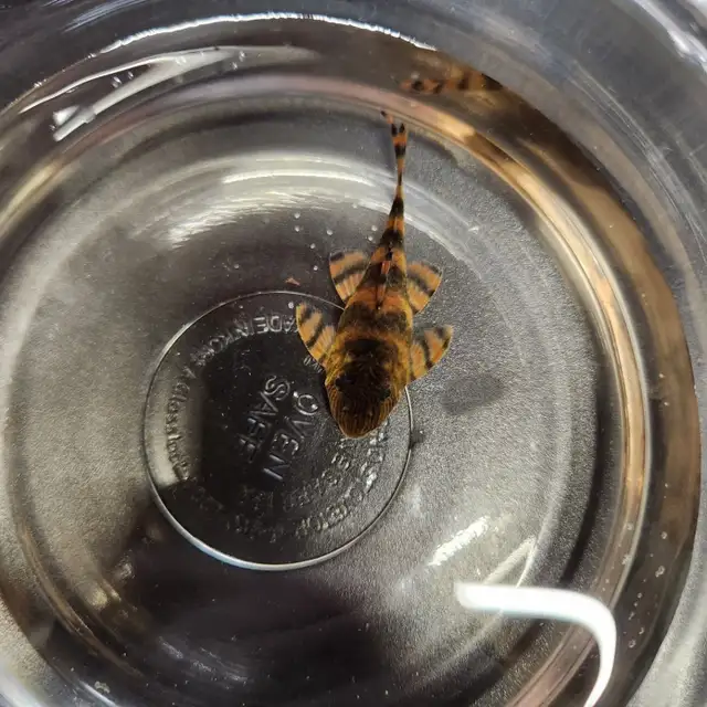 Rare Alenquer Tiger Plecos in Fish for Rehoming in Kitchener / Waterloo - Image 4