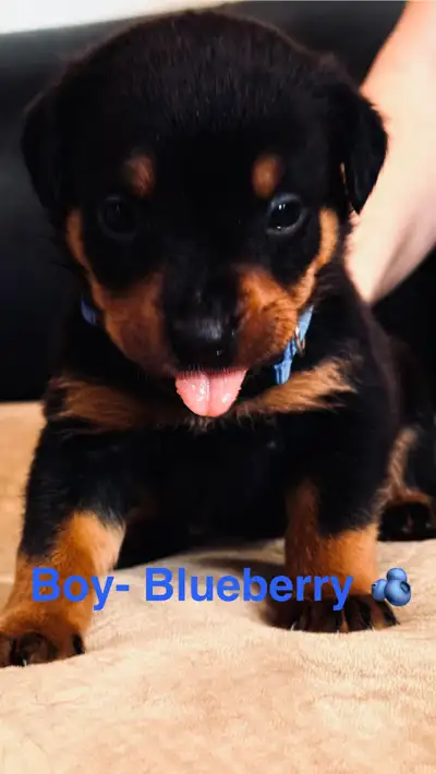 PUREBRED ROTTWEILER PUPPIES AVAILABLE!, View more