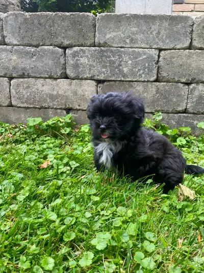 Malshi Puppies!, View more
