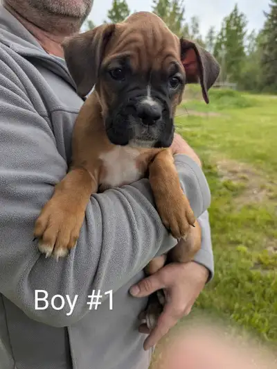 We have eight very cute purebred unpapered boxer puppies. Born April 7th. They are very happy, healt...