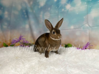 Young mini Rex female bunny 