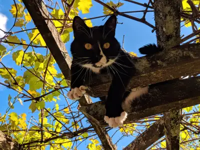 Cat for rehoming ( Excellent hunter + rodent killer), View more