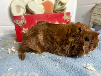 4 to 6 week old female guinea pigs, View more