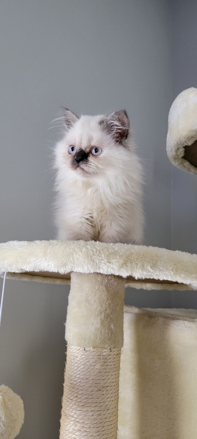 purebred Persian kittens Cats & Kittens for Rehoming Vancouver Kijiji