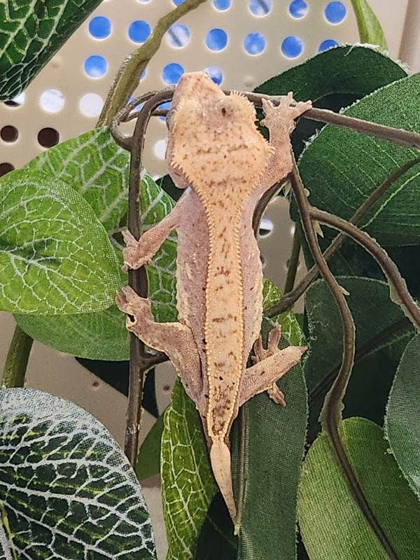 Beautiful crested gecko for sale! in Reptiles & Amphibians for Rehoming in Kingston - Image 2