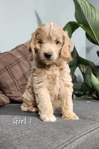 Cockapoo Puppies, View more