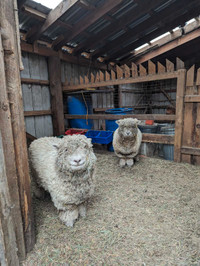 2 female babydoll sheep for sale.