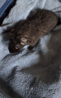 Guinea Pigs for Sale, Please call Laura @ 902-465-2930 if intere