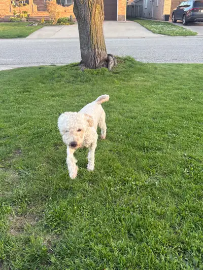 I am selling a male,white appricot miniature poodle.He is microchipped and is not fixed.He was born...