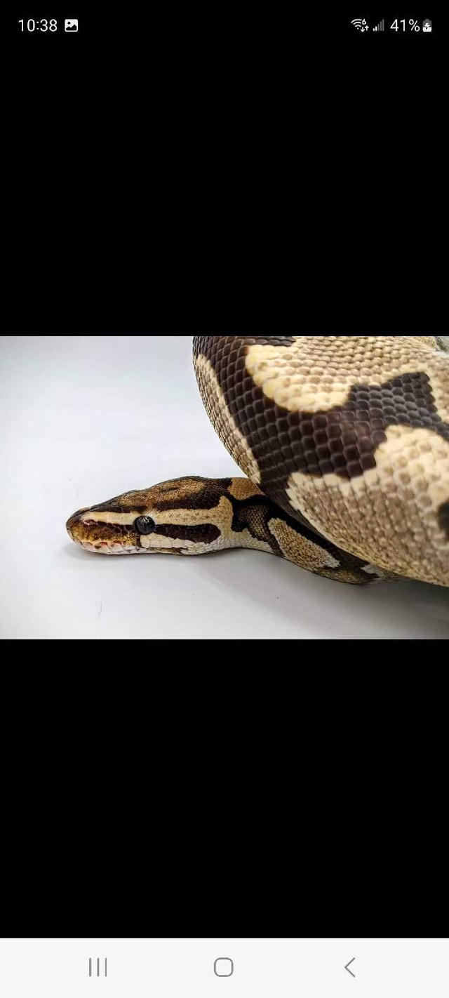 Ballpythons  in Reptiles & Amphibians for Rehoming in Lethbridge