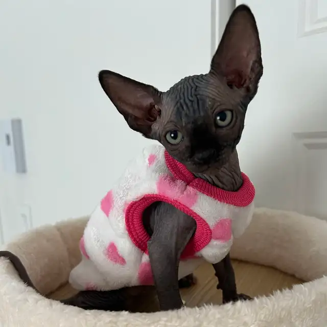 Purebred Sphinx kittens from Grand Champion(Ready for adoption )