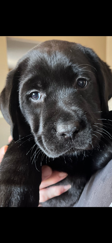 Beautiful Quality CKC Labrador Black Retriever Puppies in Dogs & Puppies for Rehoming in Saskatoon