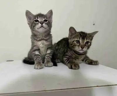 Kittens available, View more